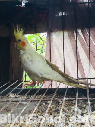 Cocataile Heavy preal female